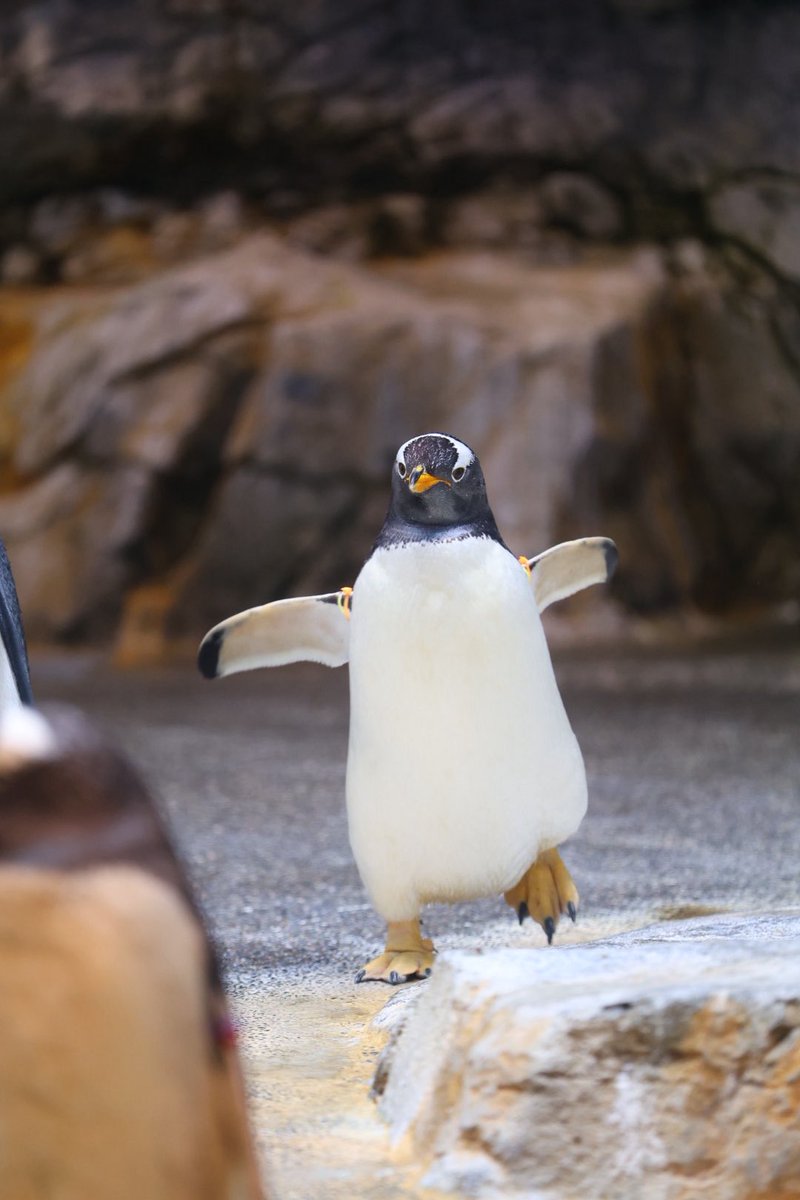 ごはんの時間です
#長崎ペンギン水族館
#ジェンツーペンギンNo35