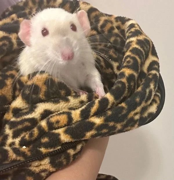 Welcome to Toronto <a href="/rickygervais/">Ricky Gervais</a> . Check us out while you’re here! Johnny was found thrown out in a garbage bin in a sealed bag. He is now safely at ACR and is ready for a family to love and spoil him: allcreaturesrescue.ca/rats-1#/johnny/ #rats #adopt #vegan #TaylorSwift #Showgirl #love