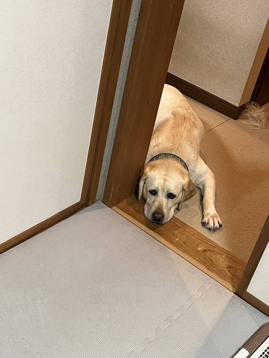 ハチ (888888neko@) / X