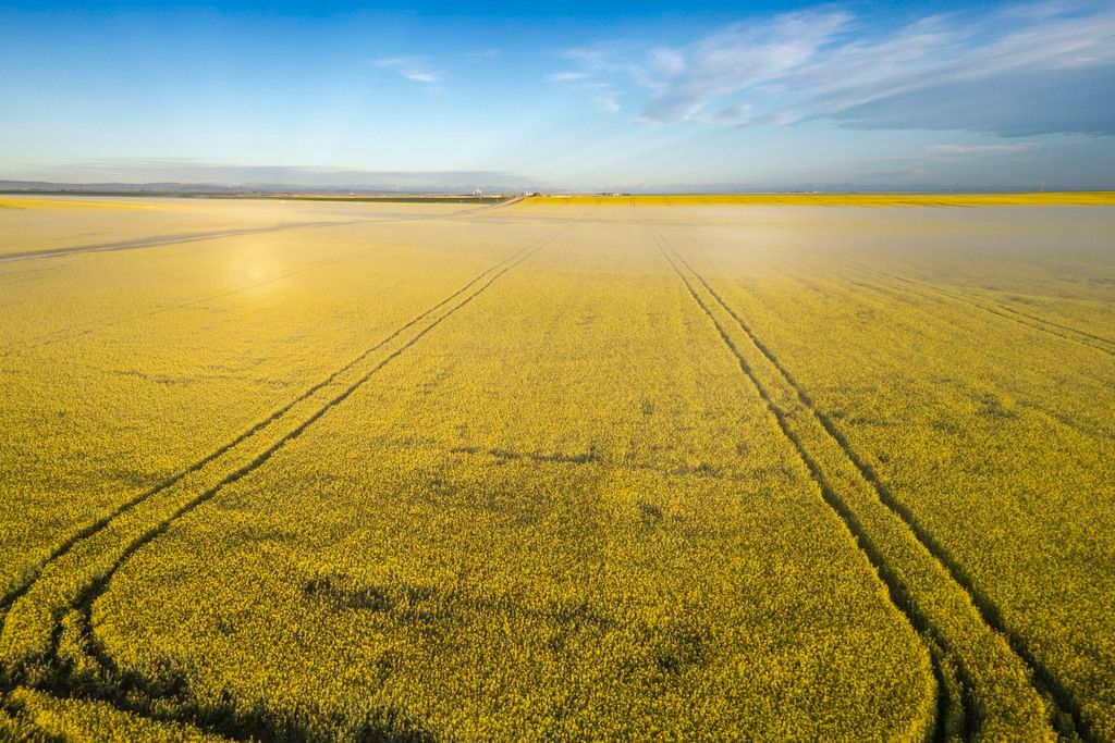 CHARLEBOIS: Why are we trading our breadbasket for a battery pack? torontosun.com/opinion/column…