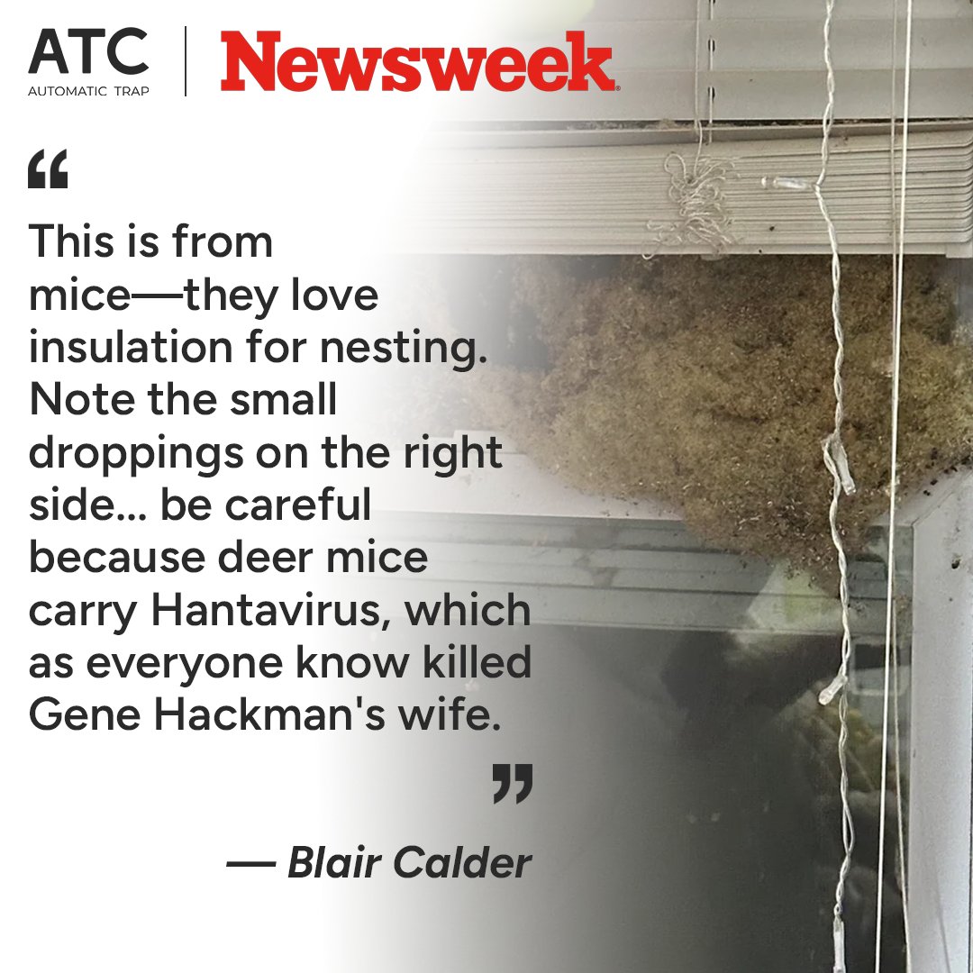 A parent discovered a nest in their daughter's corner. Experts confirmed it was the work of mice, warning of potential health risks like Hantavirus. Here’s why rodent infestations can be more dangerous than you think: newsweek.com/parent-clean-d…

#AutomaticTrap #MouseTrap #Mouse