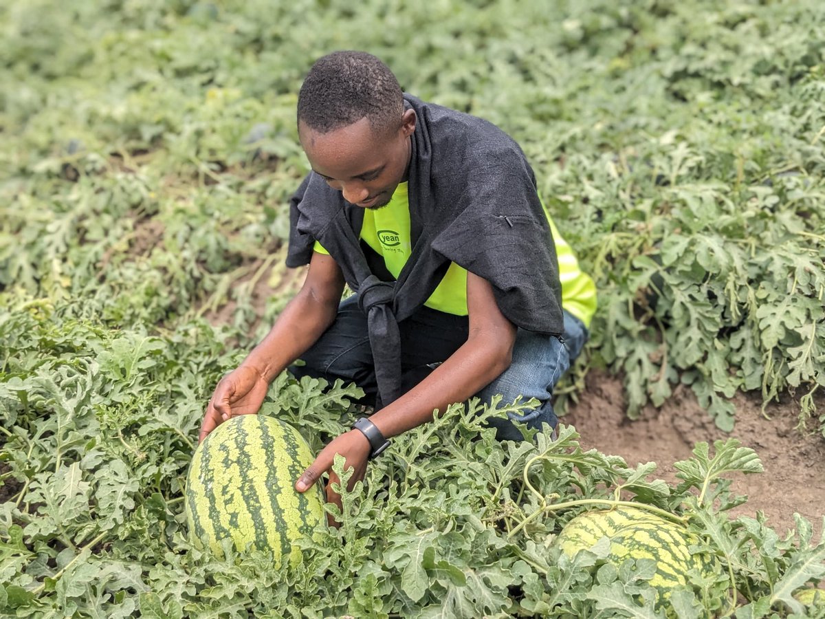 YEAN - Agriculture Extension & Advisory Services tweet media