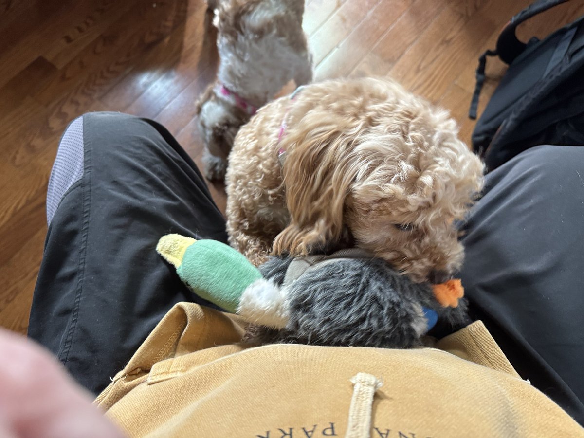 The dogs won’t let me work this morning!