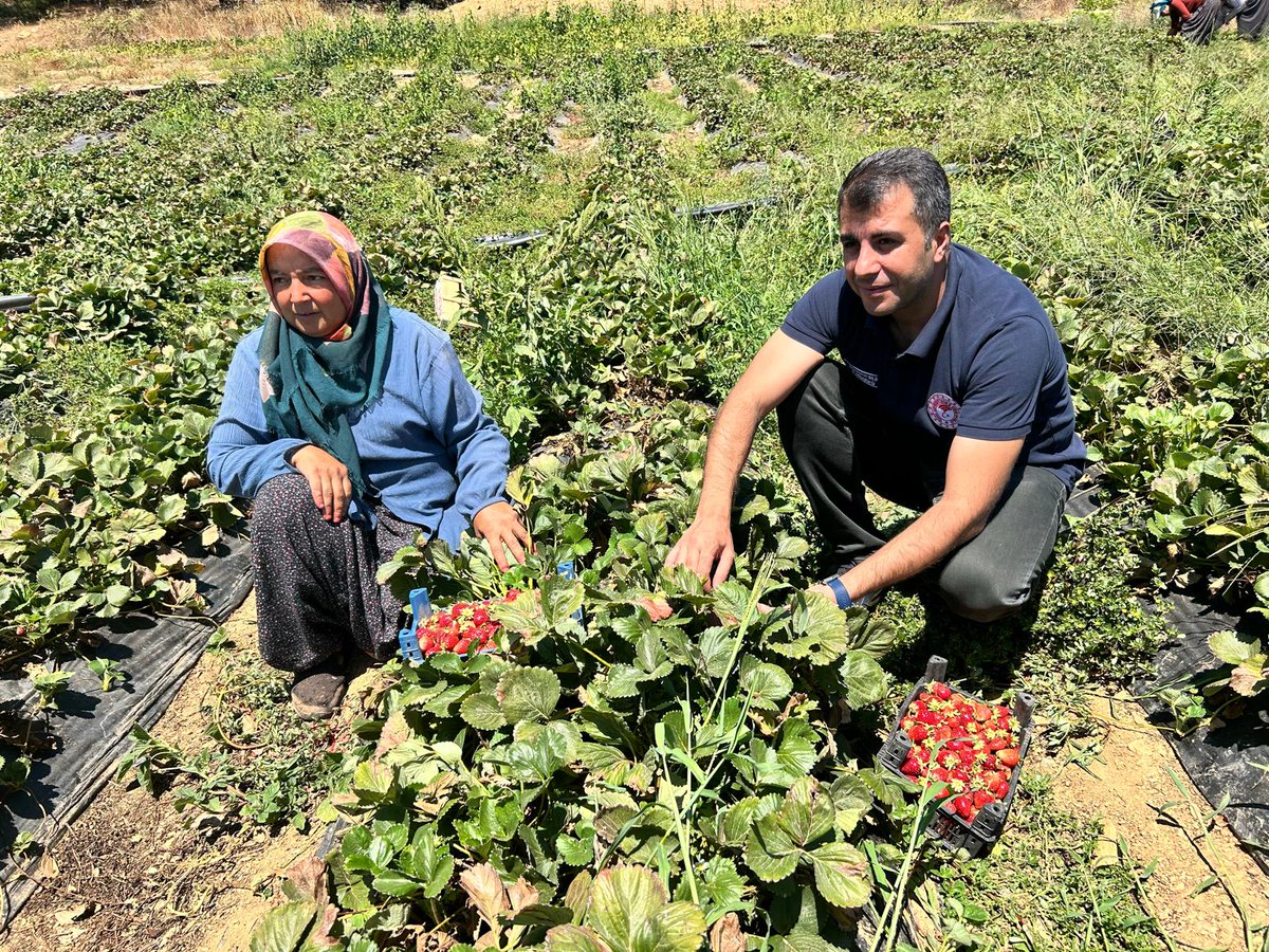 Turkoglutarim's tweet photo. İl Müdürümüz Sayın Ramazan BİLİR ve İlçe Müdürümüz Ali ŞAKALAR ile birlikte, Türkoğlu İlçemiz Murat Çakıroğlu Mahallesi’nde faaliyet gösteren Çilek Üreticileri Birliğini ziyaret ederek üreticilerimizle bir araya geldik. 🍓
@ramazanbilir46
@AliSakalar46 https://t.co/6whSUHkmhK