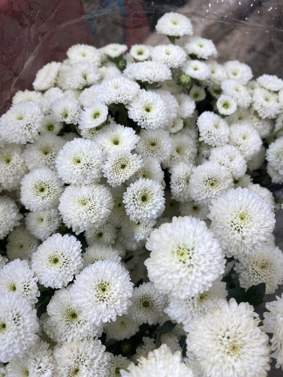 what’s more beautiful than walking by a florist and having no one to buy flowers for 🌻