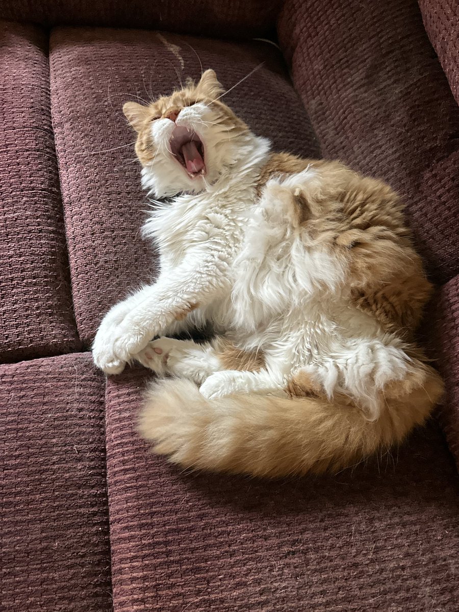 AIB Buzz’ nap was interrupted! Kitty yawn! 
  <a href="/DinahLewisTayl1/">Dyna-isms</a> #CatsOfTwitter #Caturday #meow #purr #ittybittybuzz #adoptdontshop #lapcat #whiskerswednesday #kittens #catnap #buzz #KittenLove