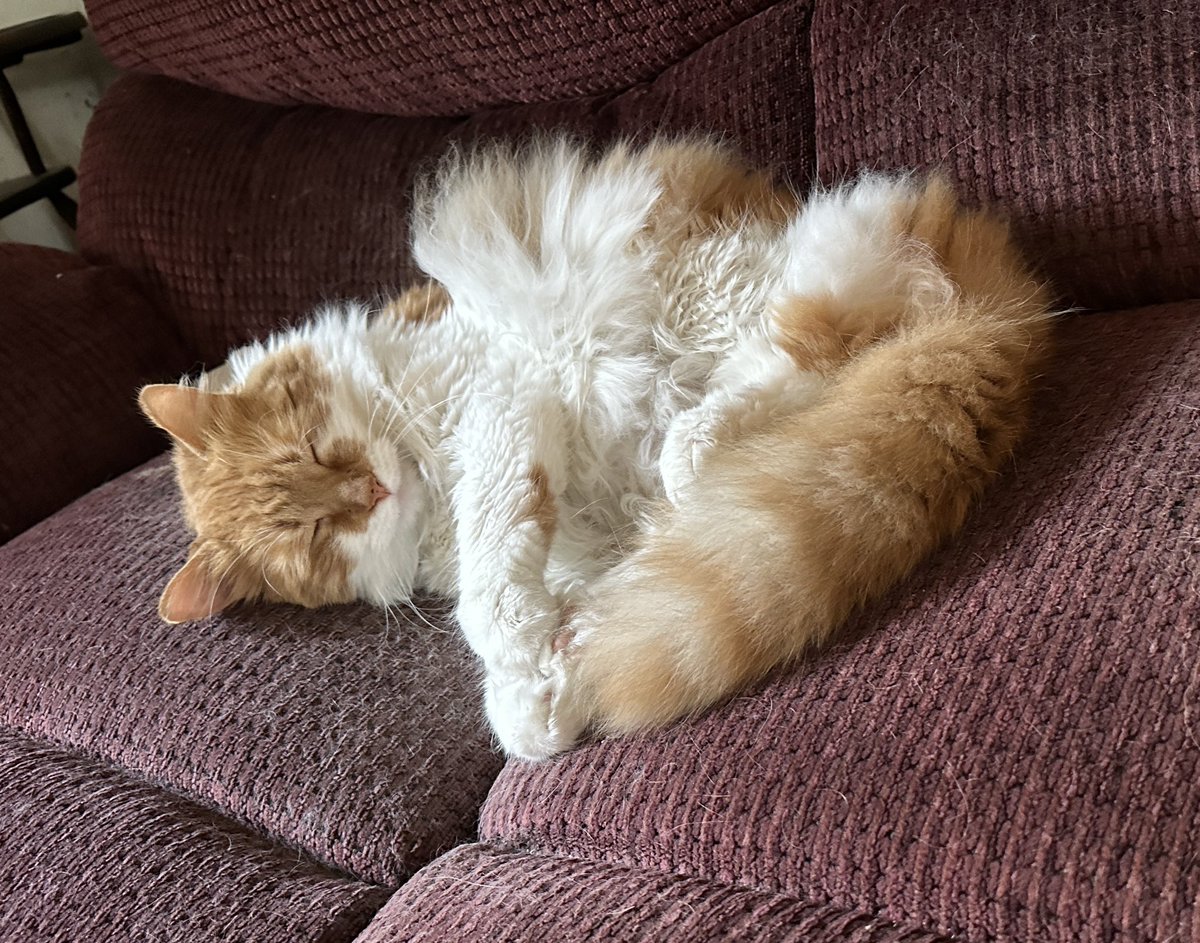 CrittersofH's tweet photo. AIB Buzz’ nap was interrupted! Kitty yawn! 
  @DinahLewisTayl1 #CatsOfTwitter #Caturday #meow #purr #ittybittybuzz #adoptdontshop #lapcat #whiskerswednesday #kittens #catnap #buzz #KittenLove https://t.co/XTjQ3886gz