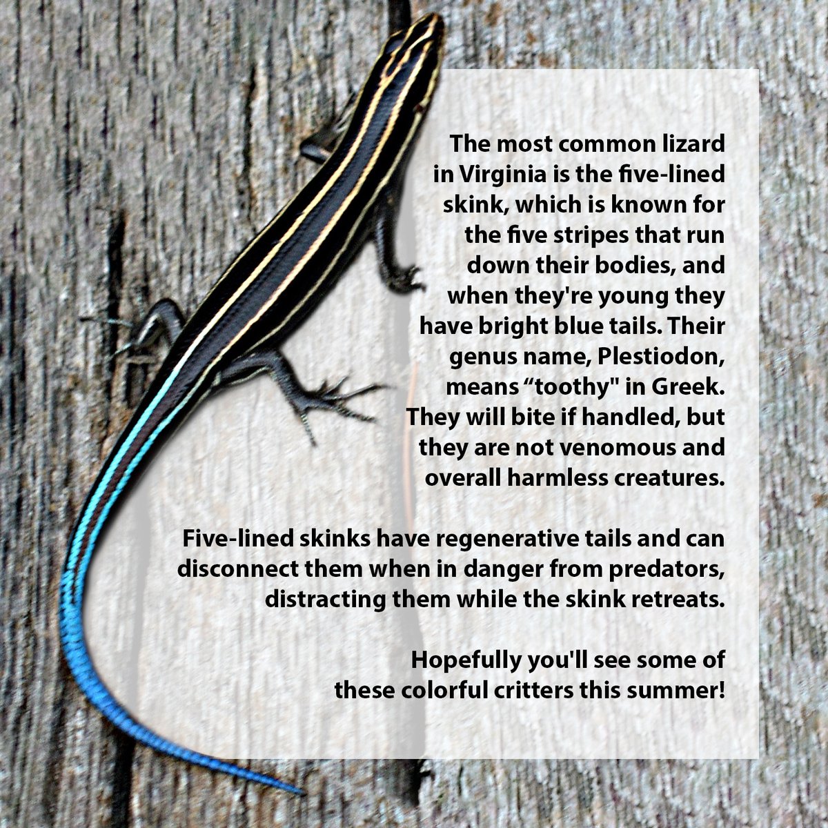 WRL_VA's tweet photo. Today is World Lizard Day! If you've been on social media lately, you know that everyone can't get enough "lizard"! August 14 is celebrated annually and is dedicated to appreciating and learning more about lizards. https://t.co/8pJQAWZAqC