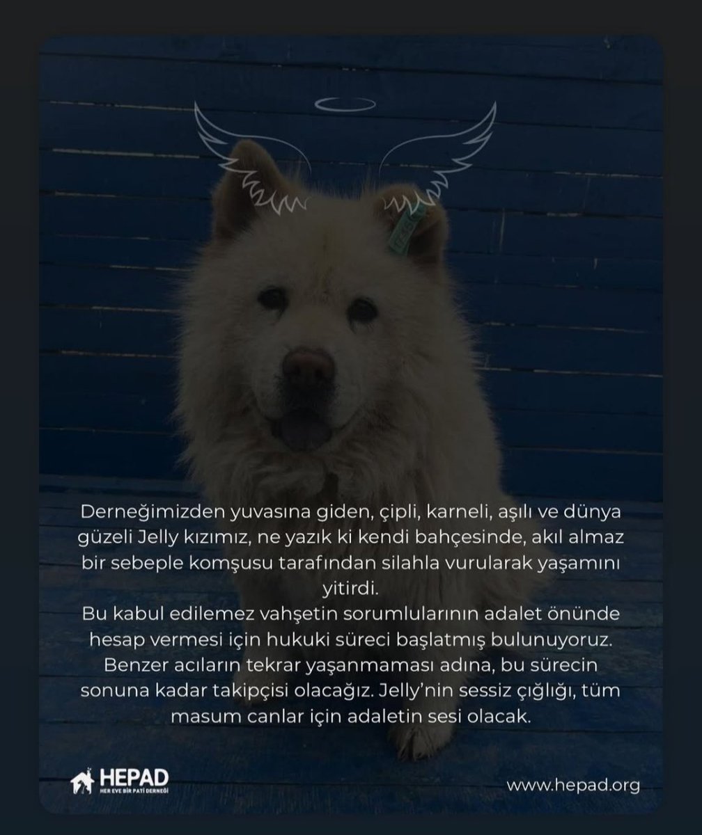 Garavolli1903's tweet photo. KATİL SOKAKLARDA !

#AzizKurtTutuklansın #JellyİçinAdalet https://t.co/xXoNiTYN1F