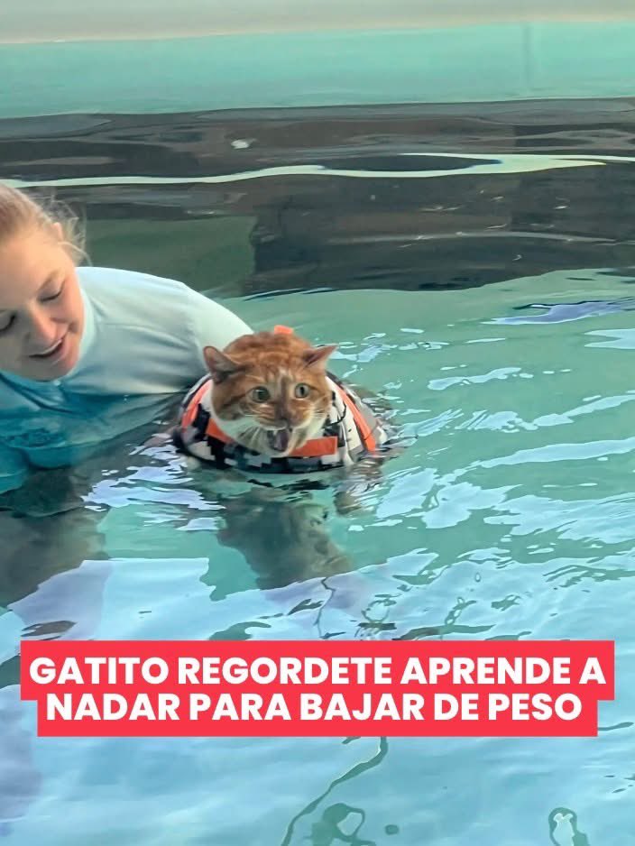 GYPCHIDOS's tweet image. Miralo aquí: gatitosyperritoschidos.com/2025/08/gatito…