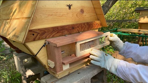 beeguardian's tweet photo. Protect your bees this fall from robbing colonies and yellow jackets!

Robber Bee Scout Trap ®
* Robbing is a serious problem &amp; one of the biggest causes of hive collapses
* Robber bees can bring mites and other diseases into the hive
#beekeeping #bees
- https://t.co/DqcWSNplz2 https://t.co/uvXZ3shcjb