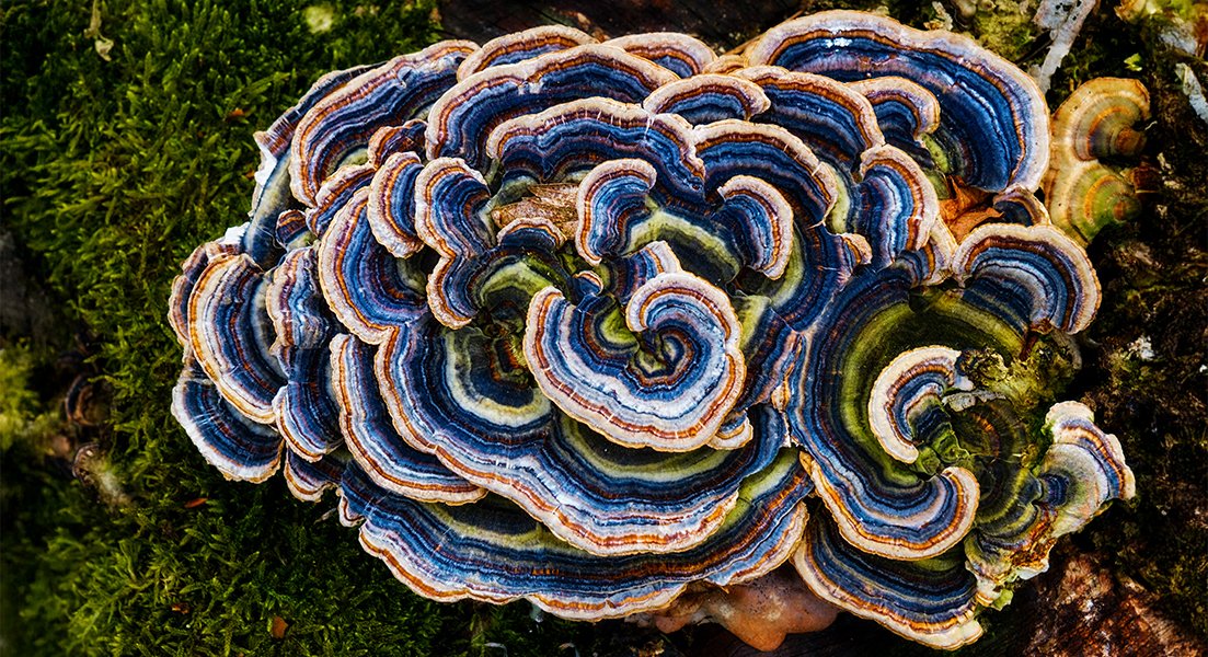 Nature_NPJ's tweet photo. @NaturePortfolio @theRAD_lab @christina_cuomo @fisher_mat Our #npjFungalSci Editorial Board currently includes @BeattieLab, Margherita Bertuzzi, Delma Childers, Rachael Dangarembizi, Mark Gresnigt, David Meya, Johanna Rhodes, @ShlezingerLab, @Swidergall_lab, @HJTsai, Frank van de Veerdonk and Youbao Zhao 🍄 https://t.co/bJfAmkgUsJ