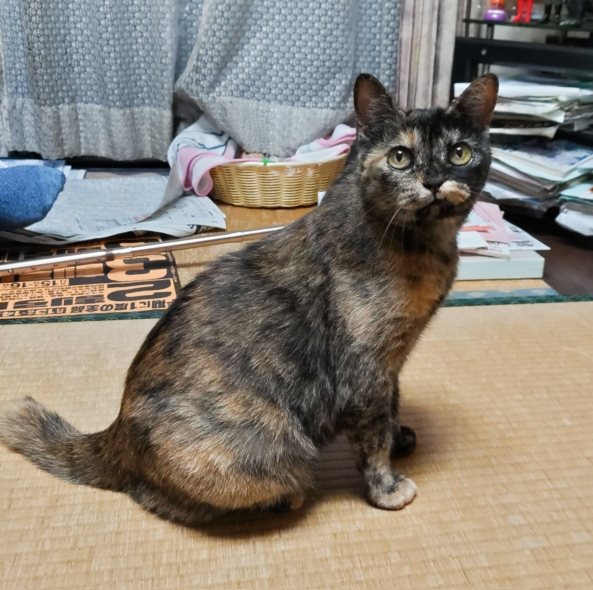 たぬき猫様 たぬきの里親募集 無料であげます・譲ります｜ジモティー