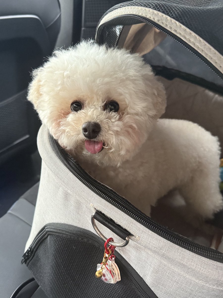 おでかけできてご満悦の犬