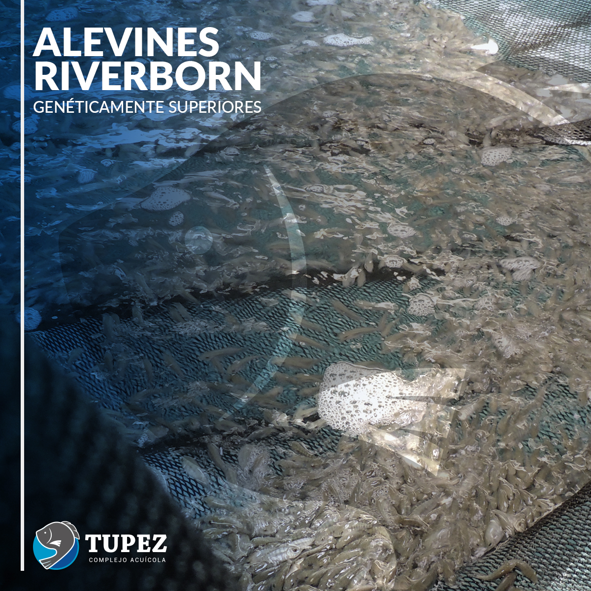acuicolatupez's tweet photo. Alevines RiverBorn: genética de alto rendimiento para impulsar la producción de tilapia.
Ideales para empresas dedicadas a la engorda, garantizando mejores resultados.
📩 ventas@tupez.com.mx
#Tupez #Tilapia #Mojarra #RiverBorn #Alevines #ElPescadoFrescoVeracruzano https://t.co/hjBH8rWQeI