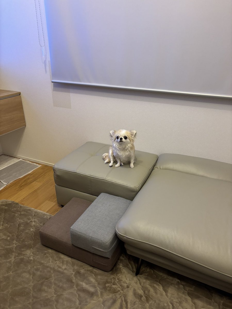 うめ(犬)親管理 tweet media