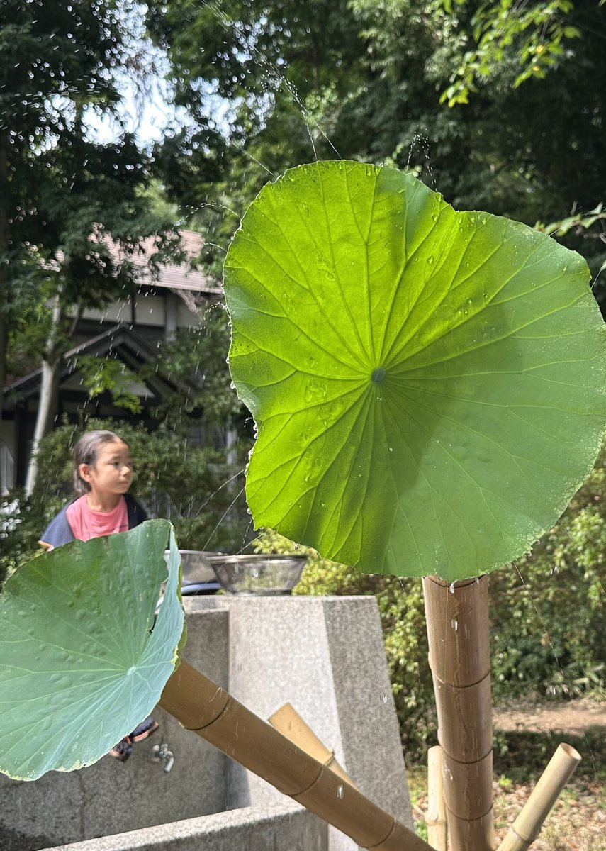 GS_Tokyo109's tweet photo. 流しそうめん出来たよ！スイカ割りも🍉！
蓮の葉のシャワー🚿や、メダカすくい🐠など、盛りだくさんのプログラムでした🥰
流しそうめんの土台は、小学2年生のガールスカウトも組み立てます💪
https://t.co/ZG69BdxIHe https://t.co/jA1fypu2UF