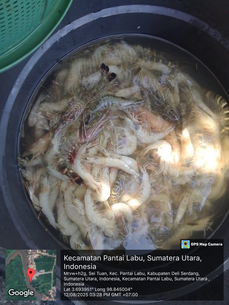 ELuhkan's tweet photo. Selasa(12/08/2025), Eko Santoso-Luhkan Deli Serdang, KUB Ar-Jaya, TPI Bagan Serdang#produksi tangkap ; Ud Putih 5kg, Ud Swallow 7kg, Lidah 3kg, Rajungan 4kg ; hargalelang#GiatLuhkanSatmingkalMedan#LuhLapor
#KabDeliSerdang
@bppsdm_bp3Medan
@pusluhkp
@bppsdm_kp https://t.co/XPqtUJVDmg