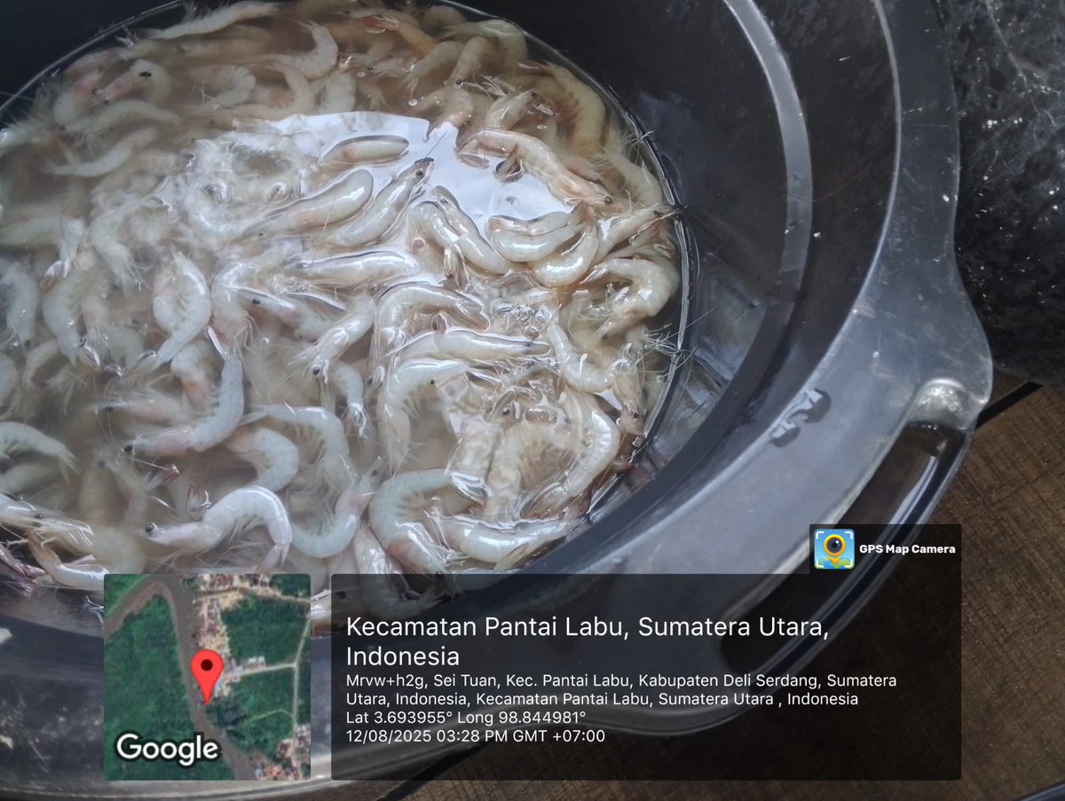ELuhkan's tweet photo. Selasa(12/08/2025), Eko Santoso-Luhkan Deli Serdang, KUB Ar-Jaya, TPI Bagan Serdang#produksi tangkap ; Ud Putih 5kg, Ud Swallow 7kg, Lidah 3kg, Rajungan 4kg ; hargalelang#GiatLuhkanSatmingkalMedan#LuhLapor
#KabDeliSerdang
@bppsdm_bp3Medan
@pusluhkp
@bppsdm_kp https://t.co/XPqtUJVDmg