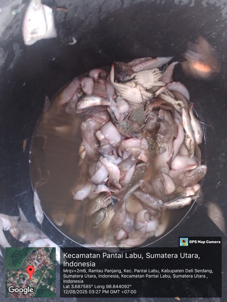 ELuhkan's tweet photo. Selasa(12/08/2025), Eko Santoso-Luhkan Deli Serdang, KUB Ar-Jaya, TPI Bagan Serdang#produksi tangkap ; Ud Putih 5kg, Ud Swallow 7kg, Lidah 3kg, Rajungan 4kg ; hargalelang#GiatLuhkanSatmingkalMedan#LuhLapor
#KabDeliSerdang
@bppsdm_bp3Medan
@pusluhkp
@bppsdm_kp https://t.co/XPqtUJVDmg
