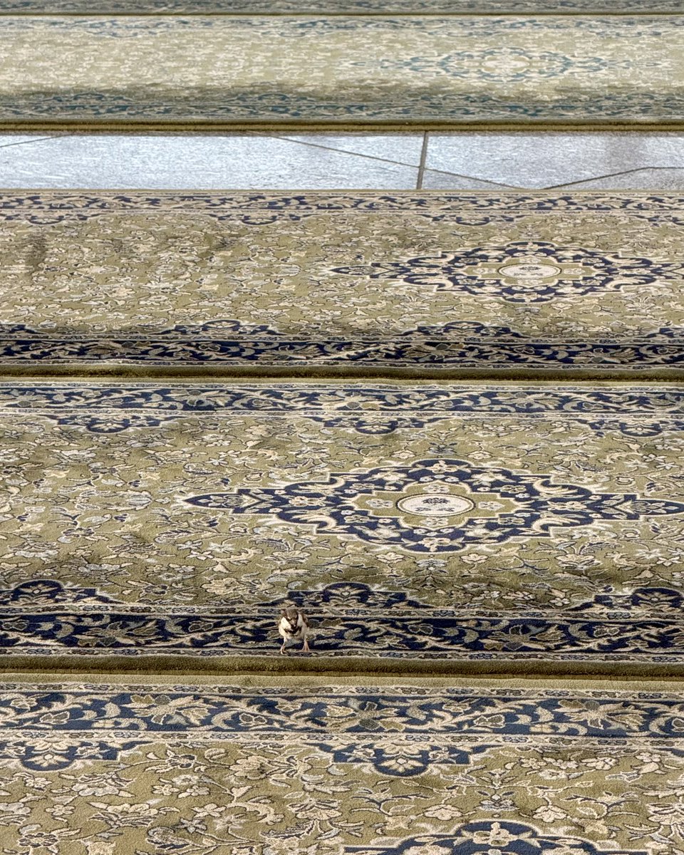 Medine, temmuz 2025.
ضيوف الرحمن
Duyûfu’r-Rahmân olmak… 💚