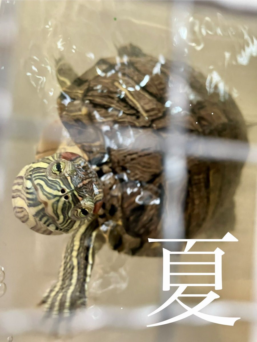 noronorokamesa1's tweet image. #東カメヤマ町内会盆踊り大会