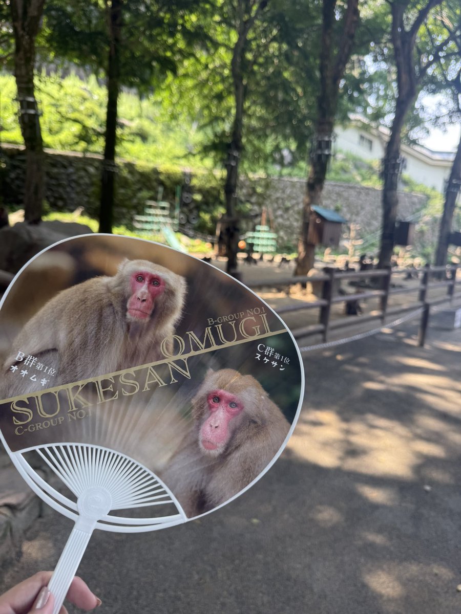 xrisaxpo's tweet photo. 猿活🐒　#高崎山 https://t.co/MmDUzApa3e