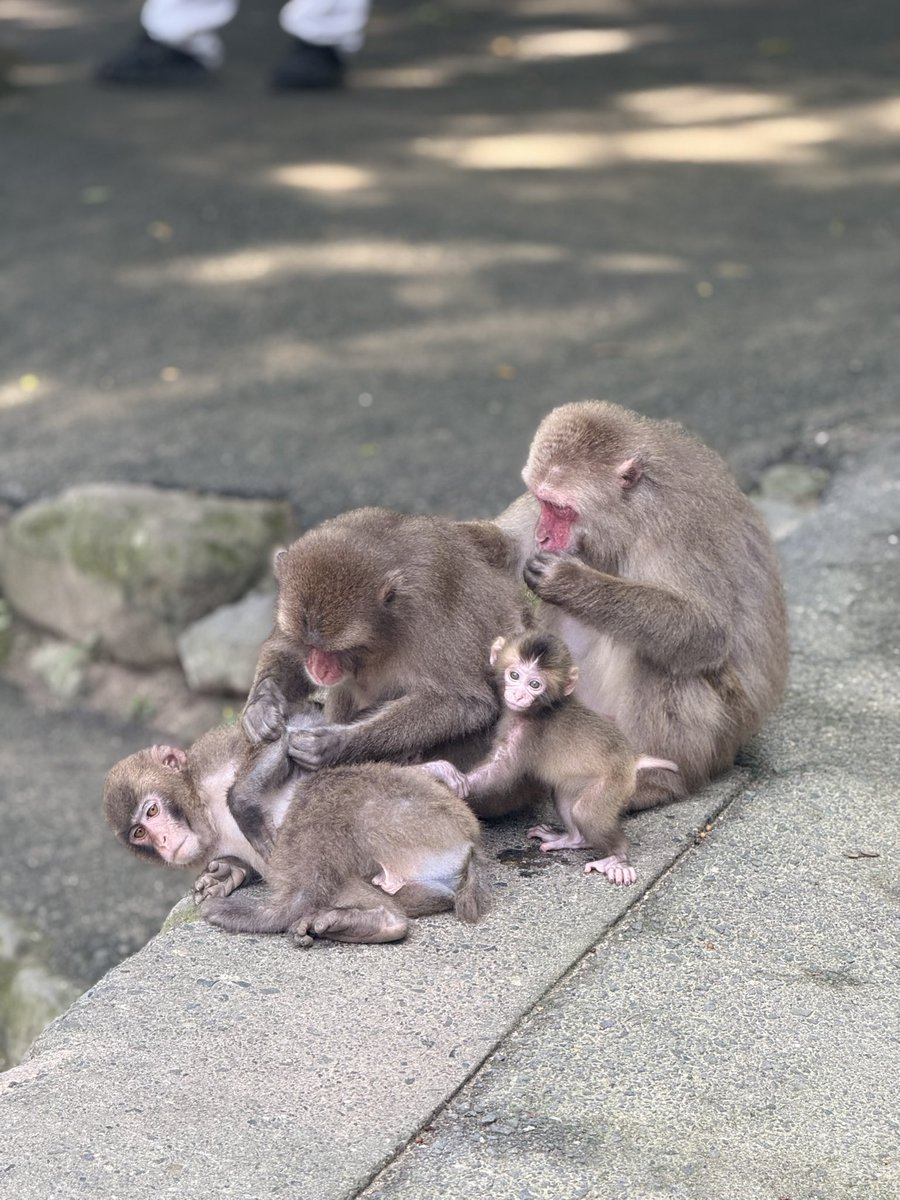 xrisaxpo's tweet photo. 猿活🐒　#高崎山 https://t.co/MmDUzApa3e