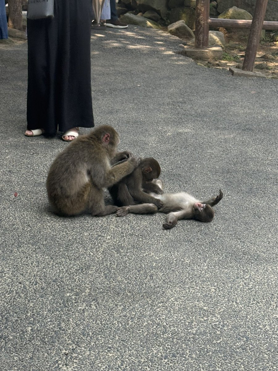 xrisaxpo's tweet photo. 猿活🐒　#高崎山 https://t.co/MmDUzApa3e