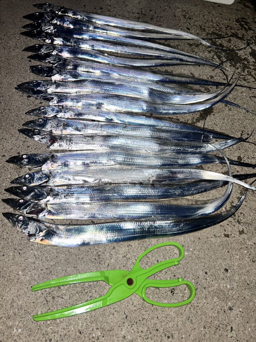 campingkazu's tweet photo. 今年　初の刀狩り🎣

上出来😆 https://t.co/cfmujp2H2d