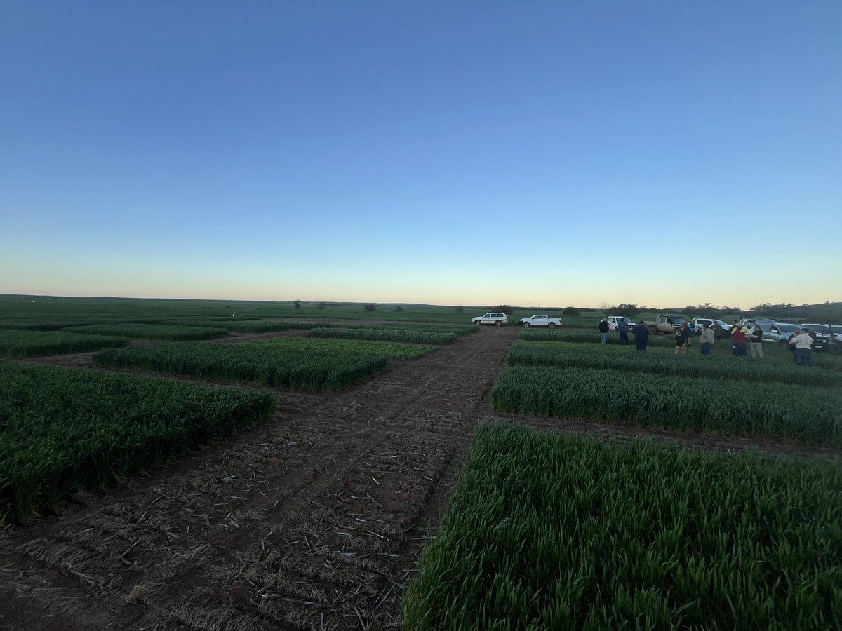This monster collab with <a href="/GroupMIG/">Mingenew Irwin Group</a> @GGA starting to look the absolute picture. 
Canola on pulses absolutely pumping around the district making the double break look like quite a sensible option. 

Lentils also featuring highly here with last nights chatter, thanks all.
