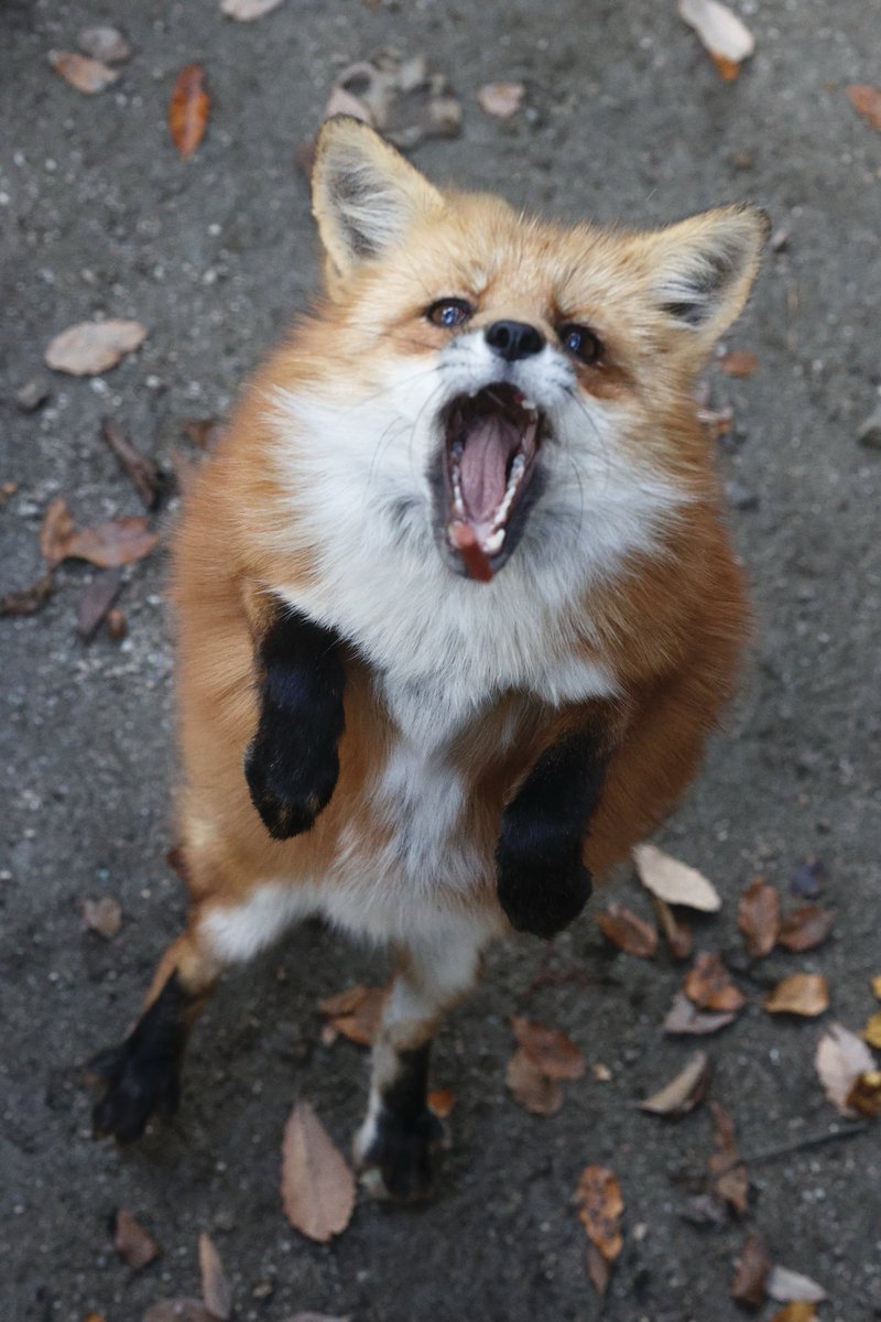 狐仙人乃弟子 トコノ オルタ (@ttt_zegu952) on Twitter photo 