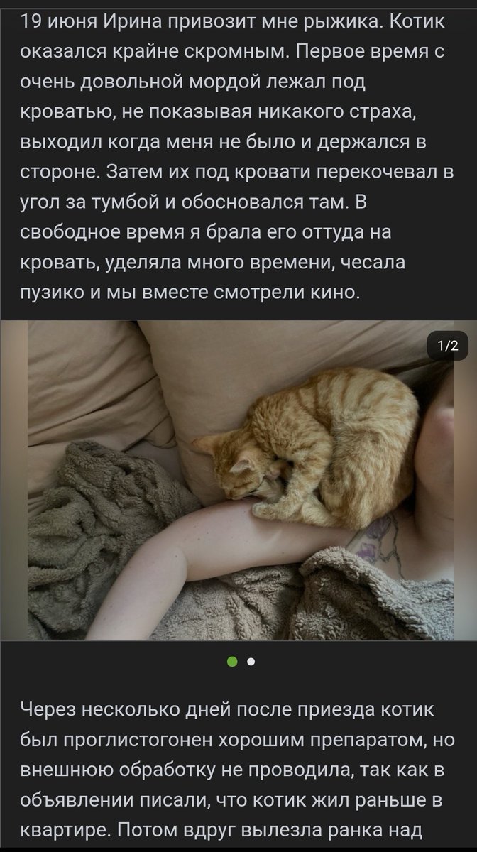 Снова прошу покидать репортов на твит и ретвинуть потому что из хозяйки делают монстра хотя она заботилась о котике и во всём виновата передержка. Далее скрины поста хозяйки котика об этой ситуации