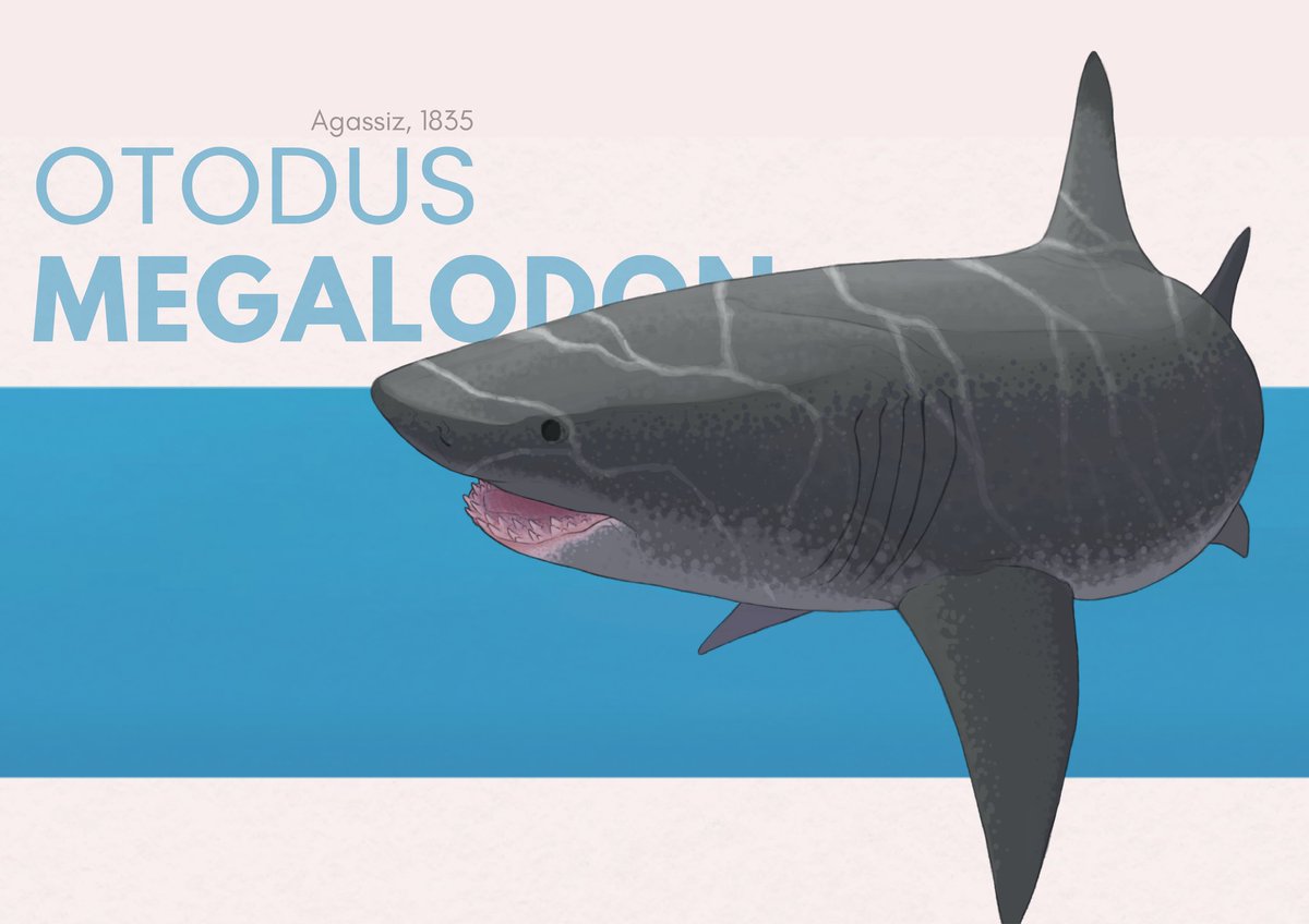 firdAssoy's tweet photo. Upss bonus then the megalodon
#megalodon #paleoart #paleontology #artwork https://t.co/3aDzKtdh0E