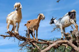 harrietchikand1's tweet image. These aren&apos;t your average goats. In some parts of the world, they&apos;ve adapted to climb trees to find food. A truly incredible sight!