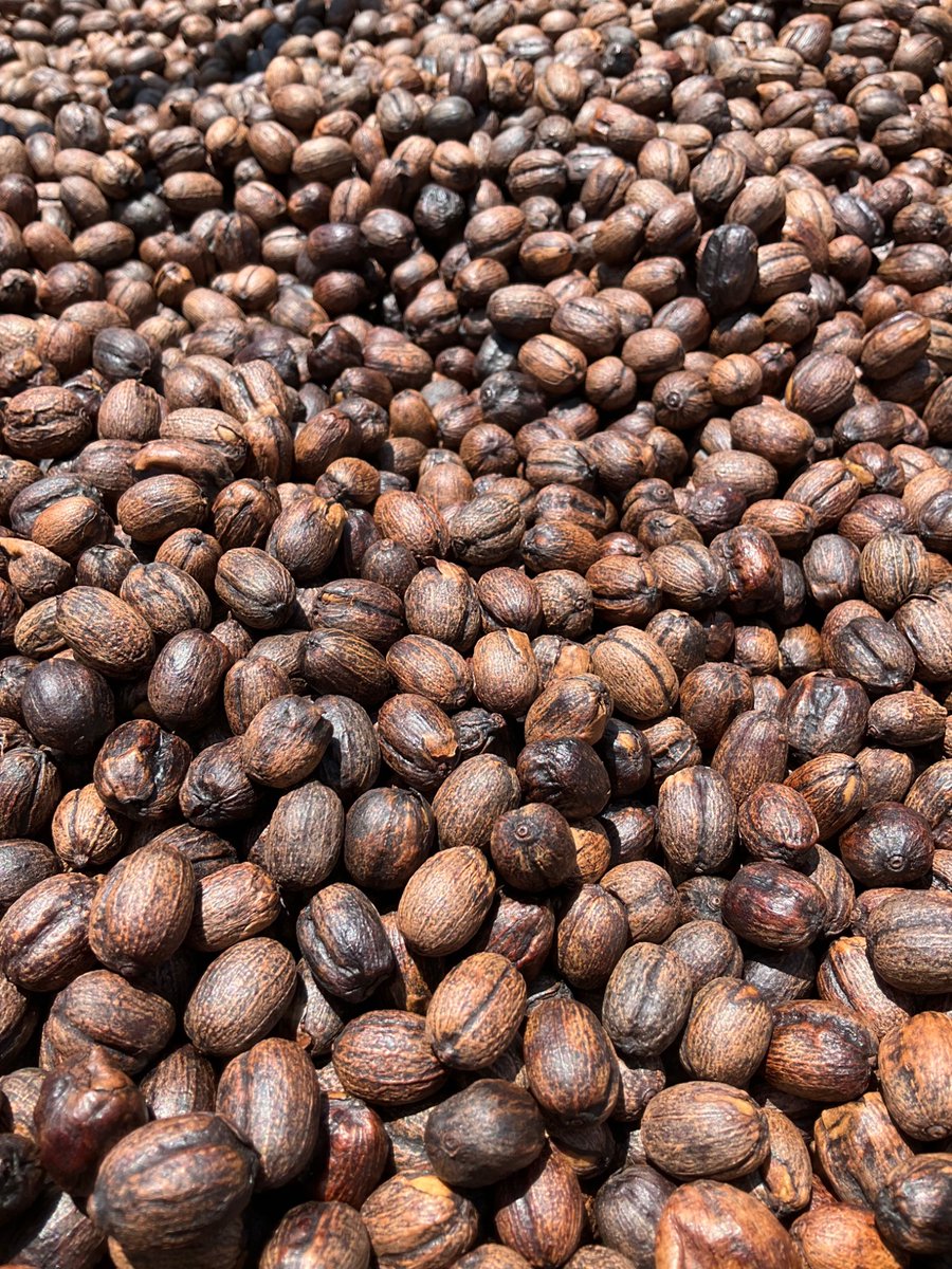 tomceze's tweet image. We store our coffee in dry cherry form. In its natural womb. Keeps it fresh for much longer. Real fresh!
#drycoffeecherry #drycoffeecherryform #naturalprocessing #longtermstorage #coffee