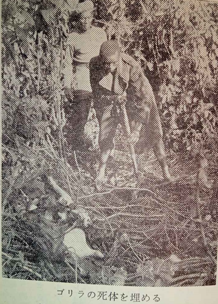 羽仁『アフリカ困難旅行』（講談社）は、『ブワナ・トシの歌』製作記ではあるのだが、大陸各地の旅および地元民らとの交流をめぐる記述が大半を占め、撮影エピソードはごく僅か。渥美清も完全に端役で、撮影の金宇共々象を怖がっていた印象。確か映画の題もあとがきでしか触れられていなかった筈