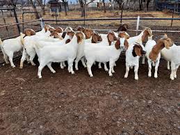 harrietchikand1's tweet image. Strong, smart, and sustainable  goats are more than just livestock; they&apos;re partners in building resilient livelihoods