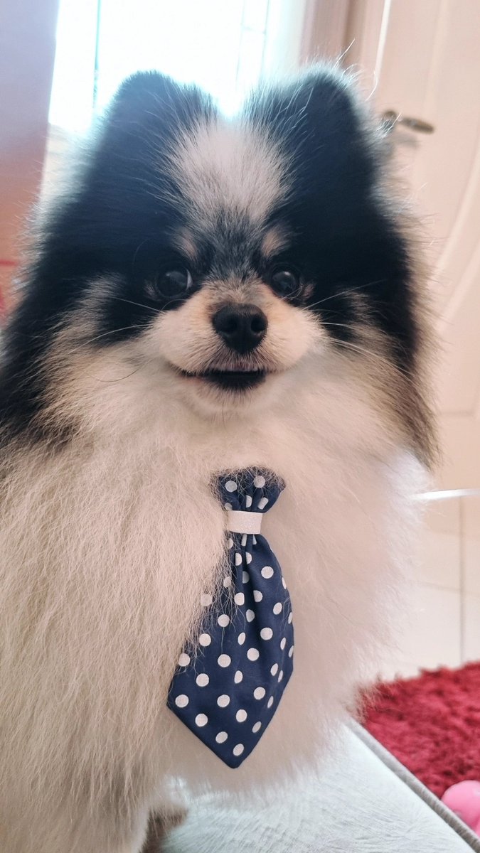 EngineerRabbit's tweet image. O código dele é muito melhor que o seu, porque ele só trabalha de gravata.