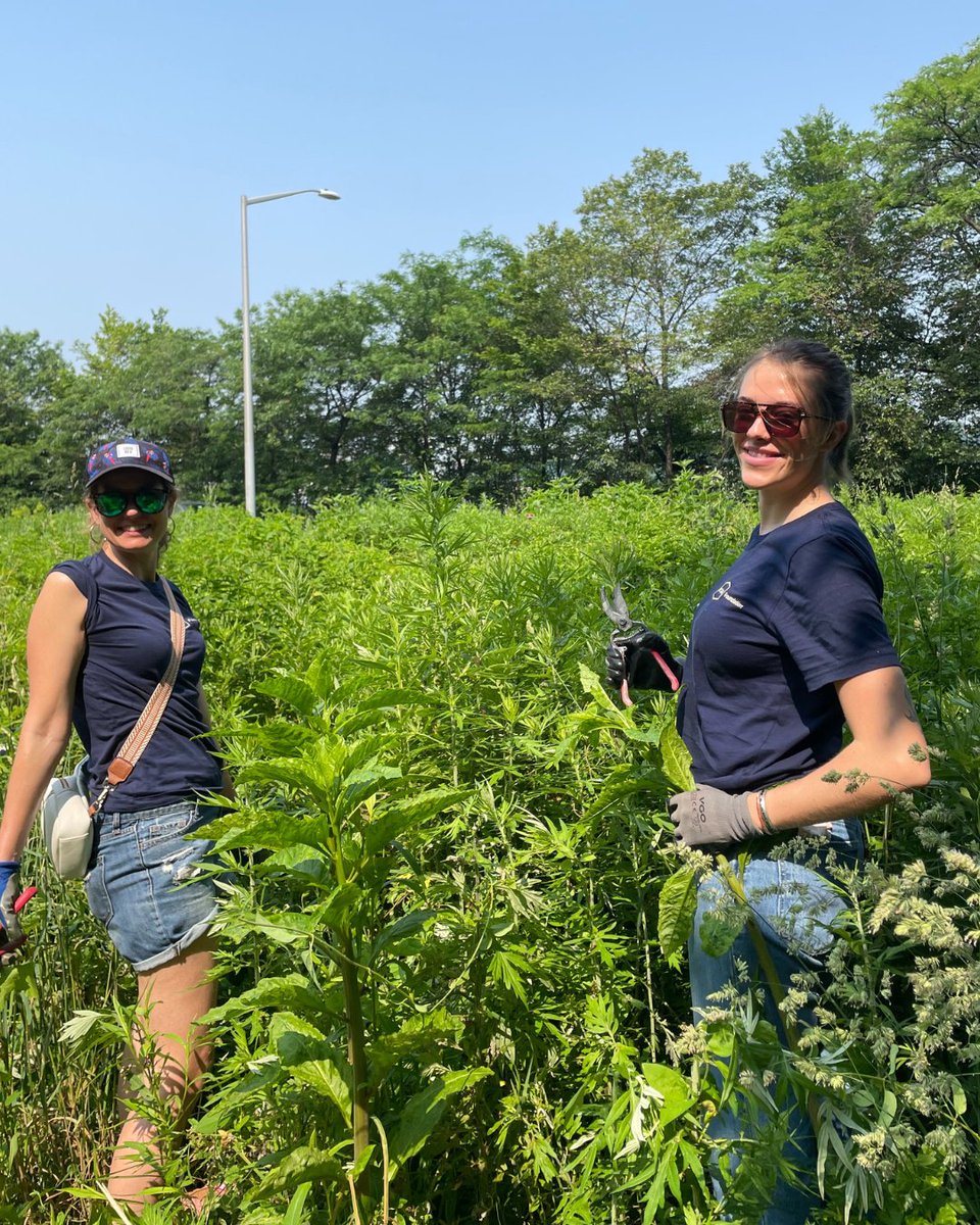 Thank you to UTA volunteers for their volunteer work in Riverside Park this year! Volunteers worked together alongside staff to remove mugwort from our 119th Street Pollinator Meadow.

This essential work increases biodiversity and helps native flora and pollinators thrive!