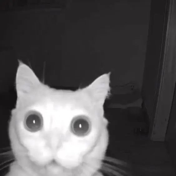 톨 (@torpaminover) on Twitter photo 