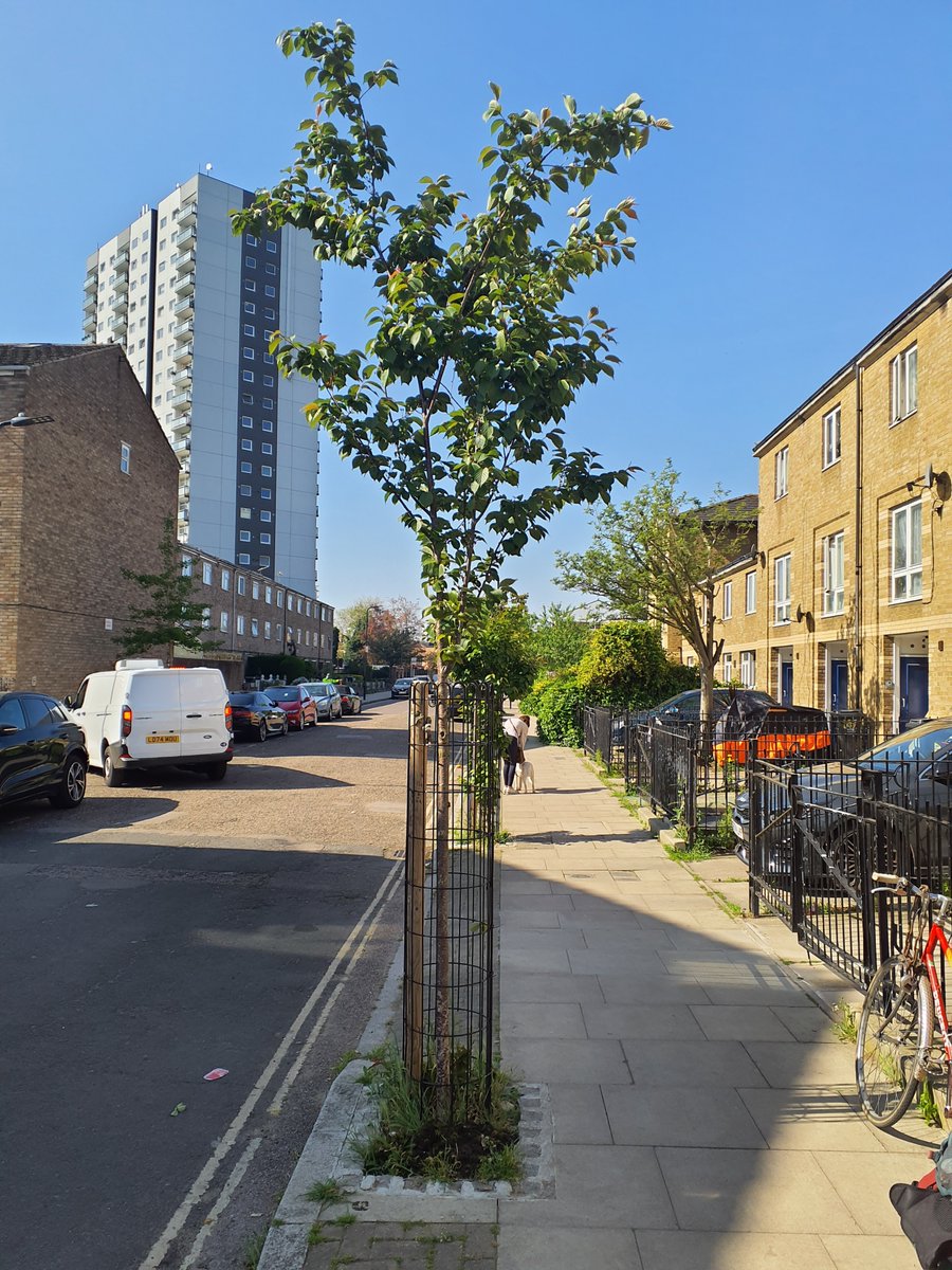 Help us water thirsty street trees 🚿

We water new trees weekly in warm weather, but you can help by giving them 2 to 3 litres a day when the weather’s hot

Just pour water into the tube or bag by the stem of the tree, or around the base

It can be fresh or used dish  water  🌳