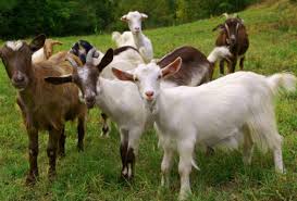 harrietchikand1's tweet image. Hey Goat Squad! 🐐❤️ It&apos;s time to celebrate our beloved goats! 🤩 Did you know they&apos;re not just adorable, but also super smart and curious? 🤓 Like, they can even recognize themselves in mirrors! 🐐🔥