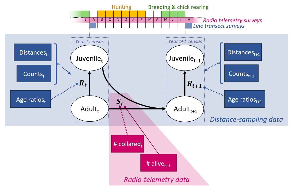 Now published in Peer Community Journal, #ecology section #Euring2023 conference: Open integrated distance sampling for modelling age-structured population dynamics
buff.ly/QjIWACd