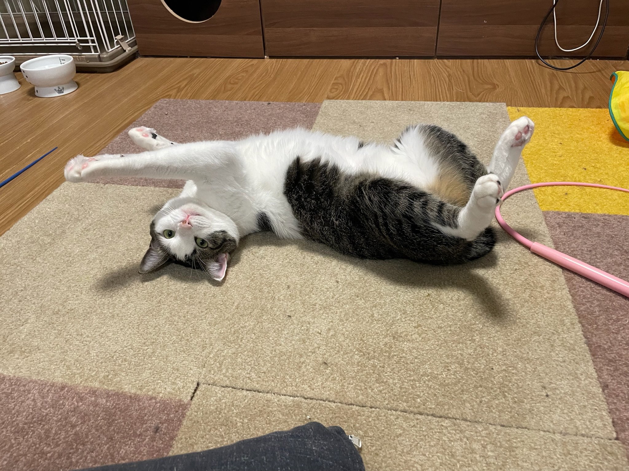 変な猫=^w^=  さねあつ on X: 