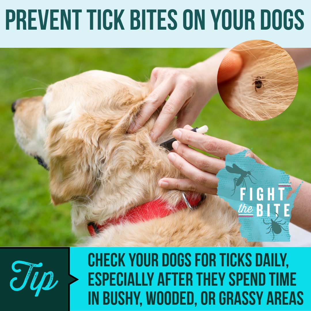DHSWI's tweet image. Life can be #ruff with ticks. Check your dogs daily for ticks to #prevent disease and stay #healthy. If you find a tick, be sure to use tweezers and carefully remove it right away. Let’s #FightTheBite together, #Wisconsin. More tips at dhs.wisconsin.gov/tick/bite-prev…