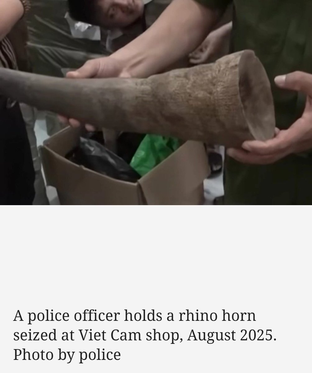 CitysFElephants's tweet photo. #Vietnam 🦏 🐘
Three #Chinese men have been arrested for allegedly running a shop in Nha Trang where they sold #Rhino #horns, #elephant $tusks, bear bile, and other wildlife products of unknown origin to fellow Chinese tourists.
#StopTheTrade #Poaching
https://t.co/iMwjQhsuJU https://t.co/ZCCfsqyQK6