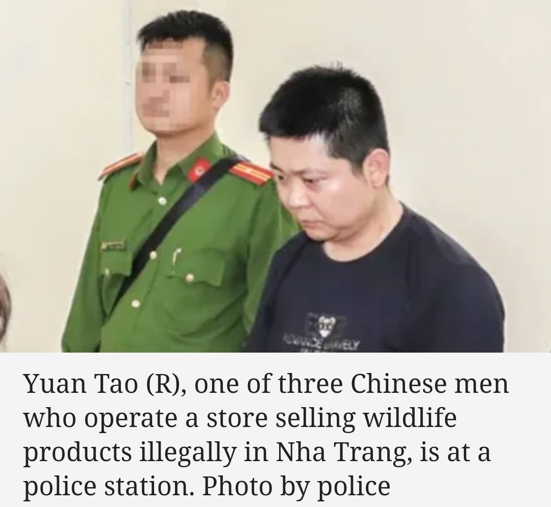 CitysFElephants's tweet photo. #Vietnam 🦏 🐘
Three #Chinese men have been arrested for allegedly running a shop in Nha Trang where they sold #Rhino #horns, #elephant $tusks, bear bile, and other wildlife products of unknown origin to fellow Chinese tourists.
#StopTheTrade #Poaching
https://t.co/iMwjQhsuJU https://t.co/ZCCfsqyQK6