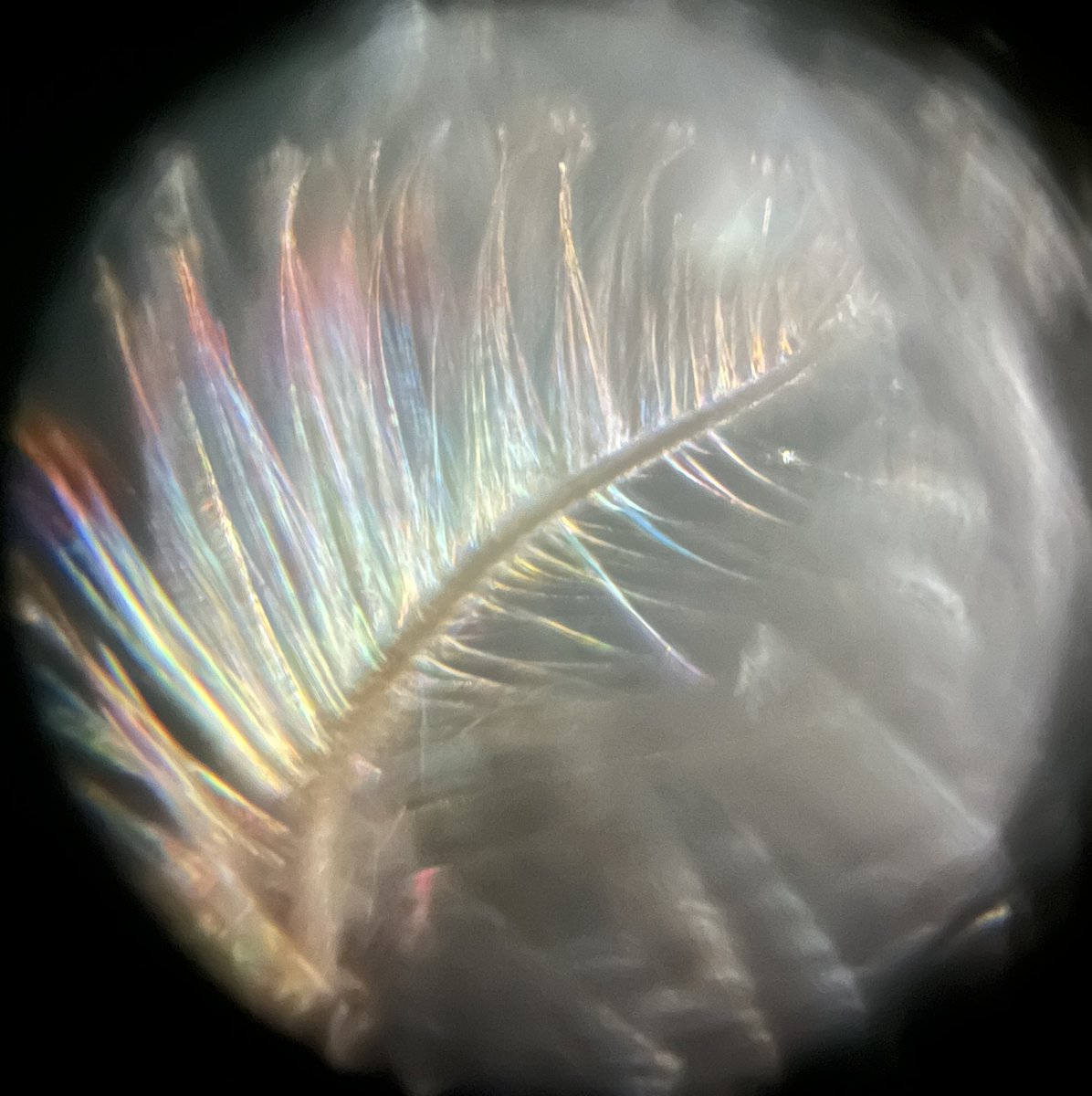 hollyastuart's tweet image. Adventures In Microscopy: Micro Rainbows!
Light completely changes how we see objects. The long hairs of this insect&apos;s antenna lack color w/ brightfield lighting, but w/ darkfield a rainbow of color appears!
#FearlessMicroscopy #ScienceIsFun #ScienceIsColorful #Foldscope