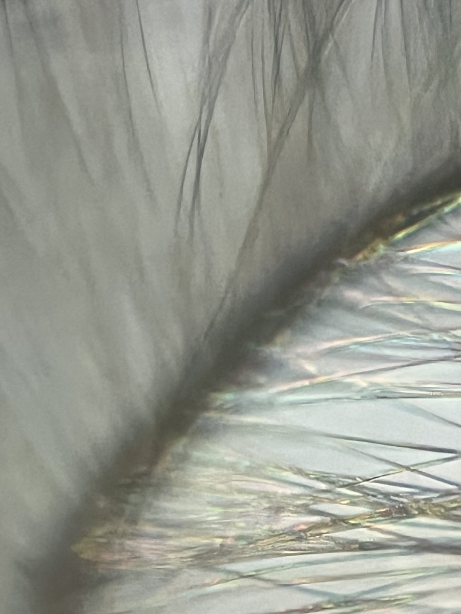 hollyastuart's tweet image. Adventures In Microscopy: Micro Rainbows!
Light completely changes how we see objects. The long hairs of this insect&apos;s antenna lack color w/ brightfield lighting, but w/ darkfield a rainbow of color appears!
#FearlessMicroscopy #ScienceIsFun #ScienceIsColorful #Foldscope